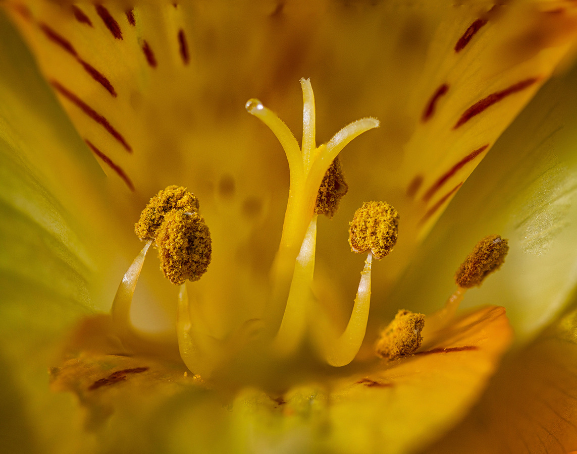 Altroemeria Pollen Laden Anthers